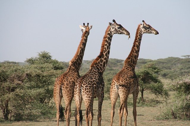 žirafy v Africe